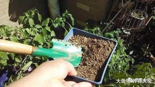 换盆后旧土别扔, 加点这个, 比营养土还肥沃!