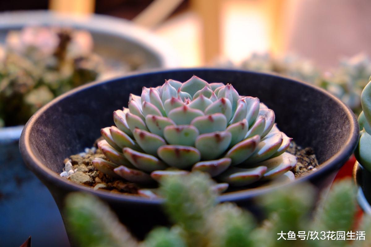 家居养花之多肉植物——蓝姬莲