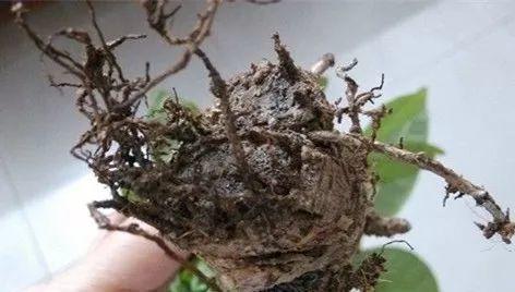 大蒜葱叶丢盆里, 花像打了鸡血, 蹭蹭蹭爬满阳台!