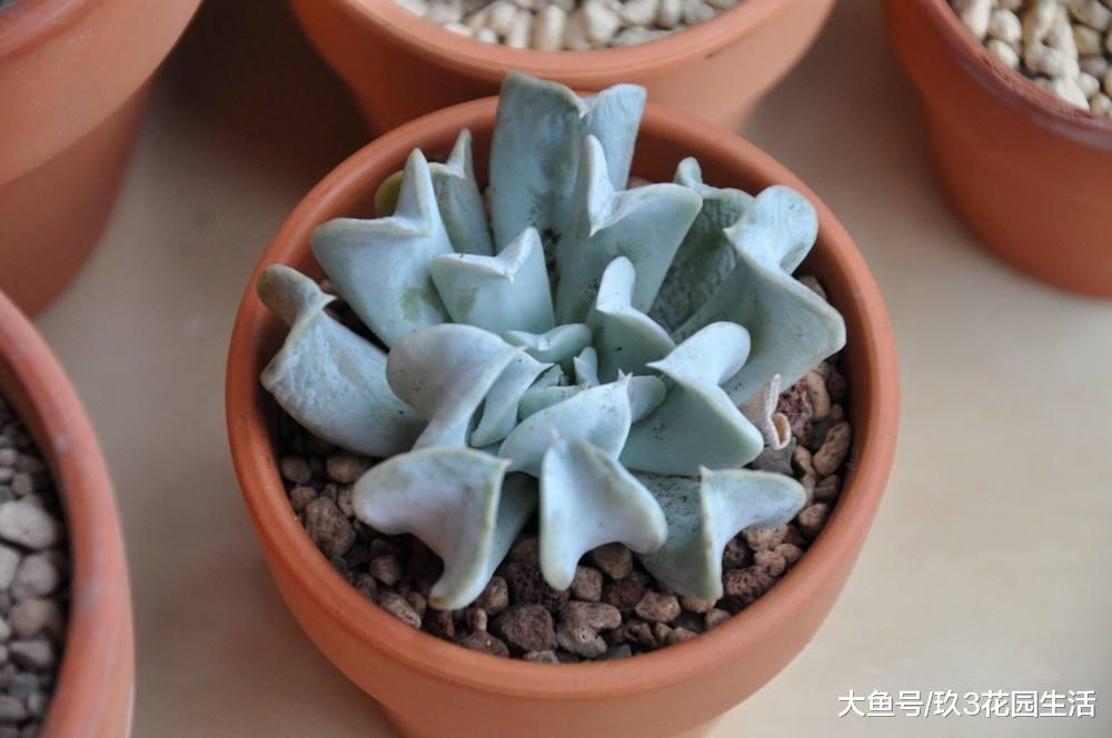 家居养花之多肉植物——特玉莲