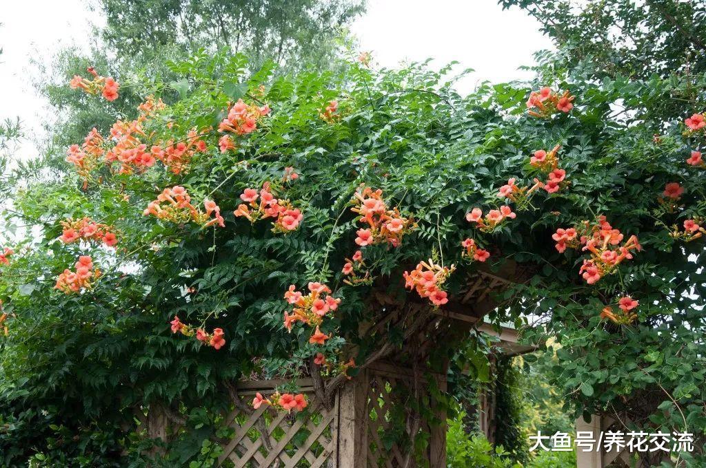 今年种上这9种爬藤植物, 整个院子四季都能开满花