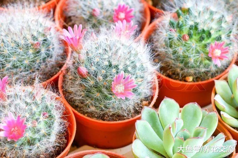 用这三种方法就能让你仙人掌盆栽开花了, 不用担心烂根、烂茎