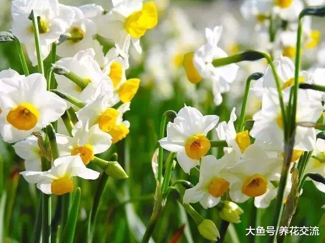 冬春时节能够保持一直开花的植物, 养室内和庭院, 没想到这么多