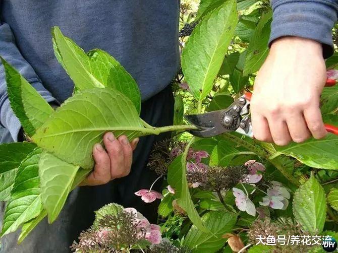 新手最适合扦插繁殖的6种花卉, 两周就能生根发芽, 一两个月开花