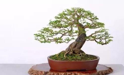 盆景翻盆换土这些注意点和讲究, 你都知道了吗?