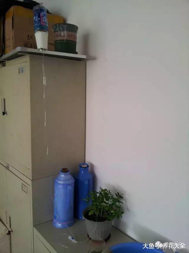 过年回老家, 好久不浇水, 家里的花都长疯了