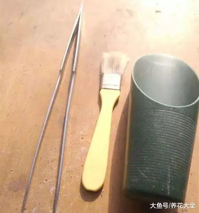 多肉老桩换盆, 只需1根镊子1把毛刷, 茎干越长越壮实!