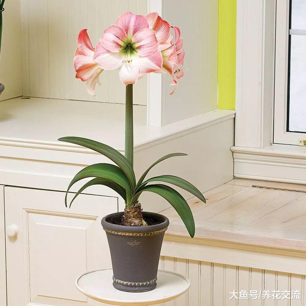 朱顶红花朵枯萎后不要丢, 这样养年年都能开花, 还能分株繁殖