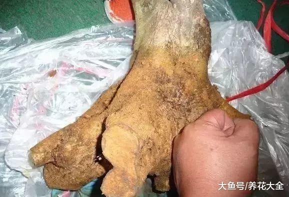 路边捡的树桩, 养了1个月, 没想到还能卖钱