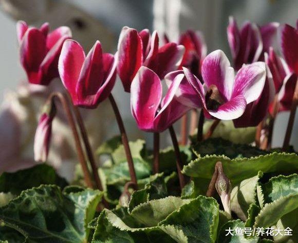 家里养盆仙客来, 开花喜庆又漂亮, 花朵能开到5月份