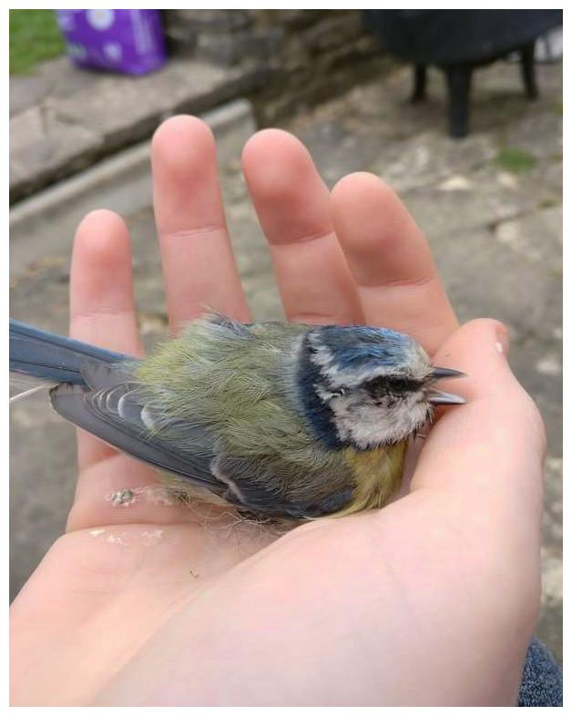 女孩出门一只小鸟飞她怀里, 仔细一瞧发现它是请求支援