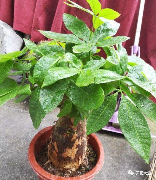 2种花一起养, 团团圆圆运势旺