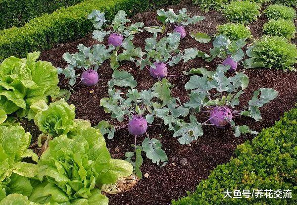想要在院子里种菜, 做好这11点就能四季吃到有机蔬菜
