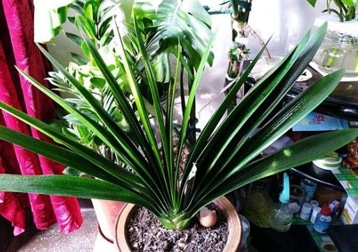 这8种花, 勤快人越养越死