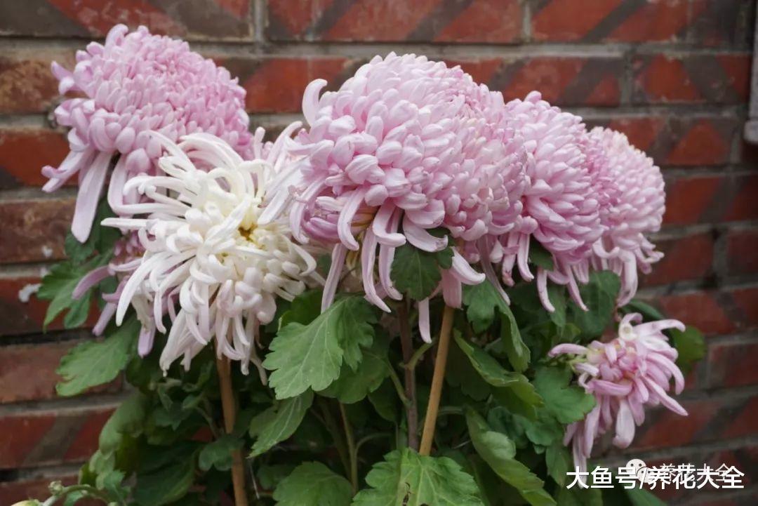 春天这么养菊花, 花开的拳头大, 还不用花钱买