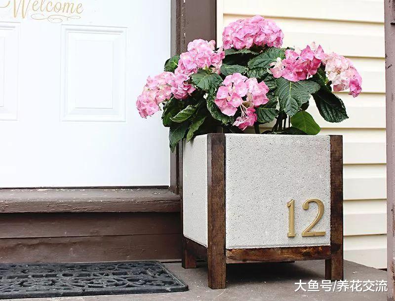 家门口摆上这9个盆栽花卉, 朋友看到都想要偷偷搬回家