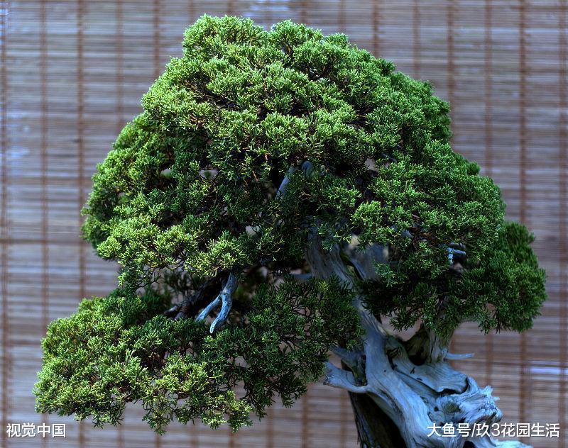 家居养花中盆景该如何防治病虫害?
