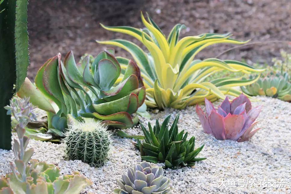 这7种室内盆栽植物养着半月都不浇水都能活, 你养了哪一种?