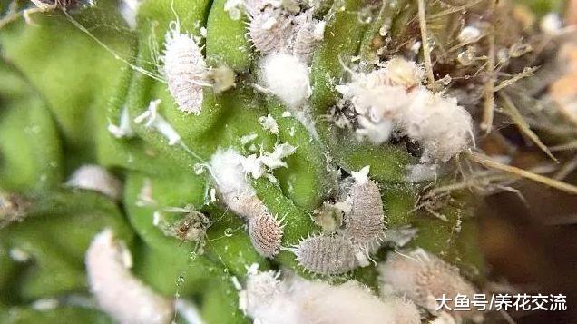 长得健壮的植物, 叶子的背面全是白色的虫子, 要怎么才能杀死它们呢
