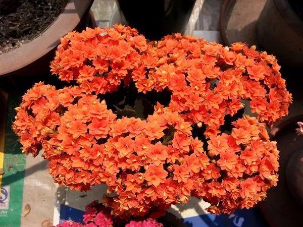 冬天养花别手贱, 一个小动作, 100盆花都能养死!
