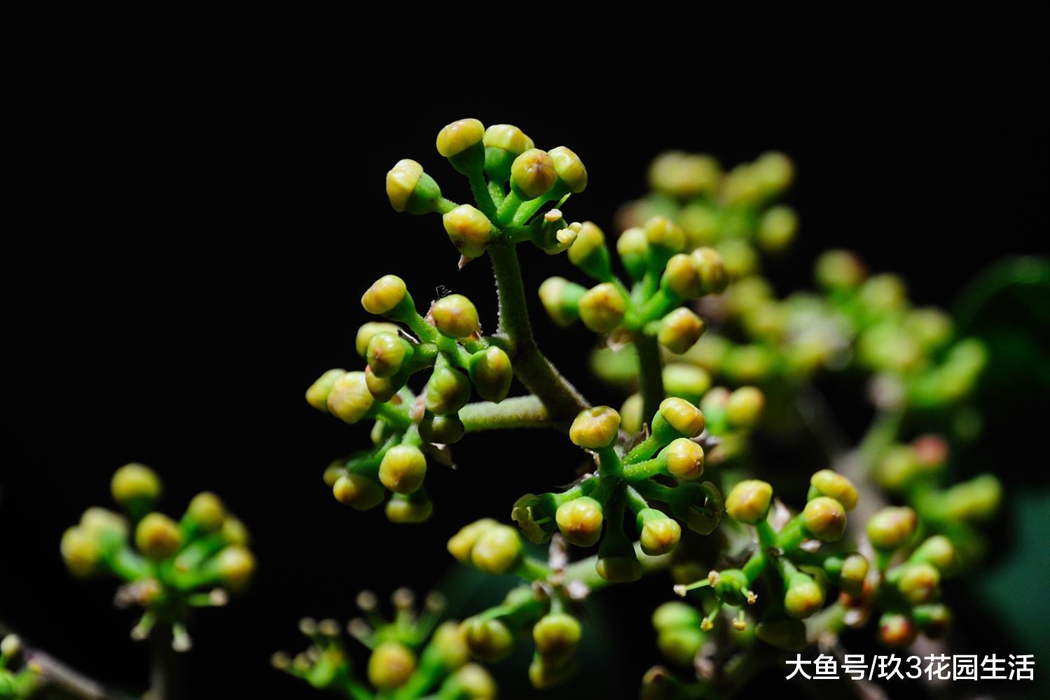 办公区里的那些个明星绿植——鹅掌柴