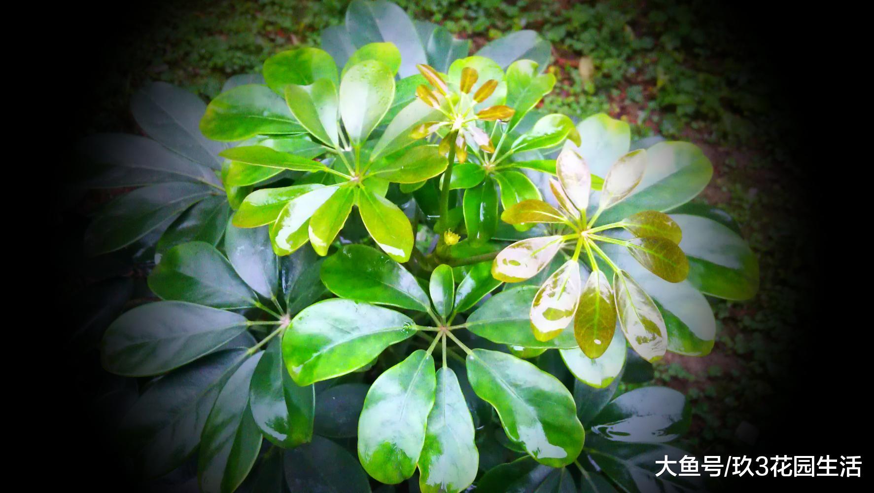 办公区里的那些个明星绿植——鹅掌柴