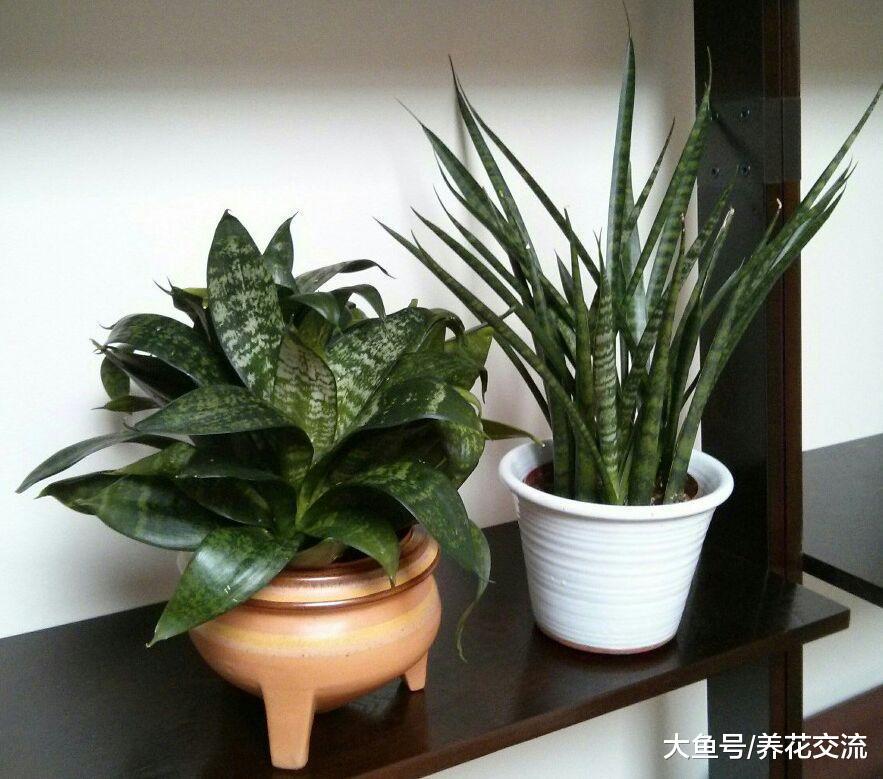 五种在低光照的室内也能生长良好的花卉植物, 你家养了哪种?