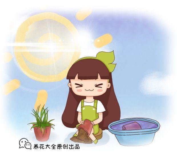 盆里加点它, 土肥的流油, 虫子死光光