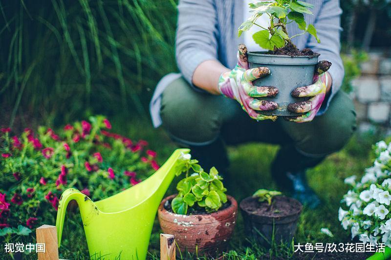 光照对于植物真的这么重要吗?