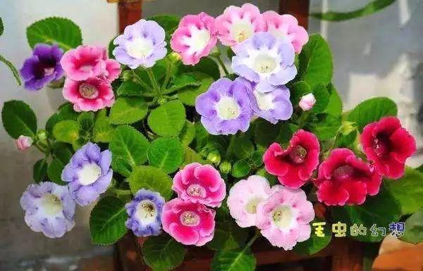 这几种花太好养, 叶子掉盆里, 没几天又能窜出一大盆!