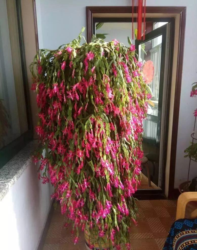 蟹爪兰绿萝……1个动作, 养成3米绿瀑布, 邻居羡慕得流口水!