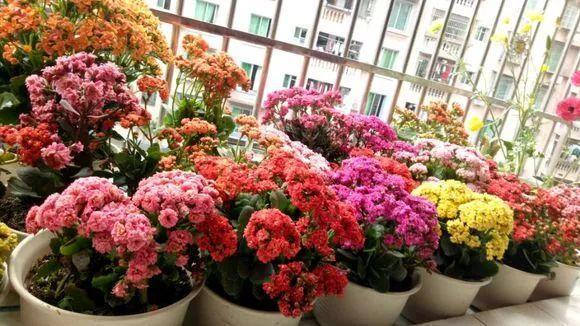 养花不开花怎么办, 盆里加这个试试