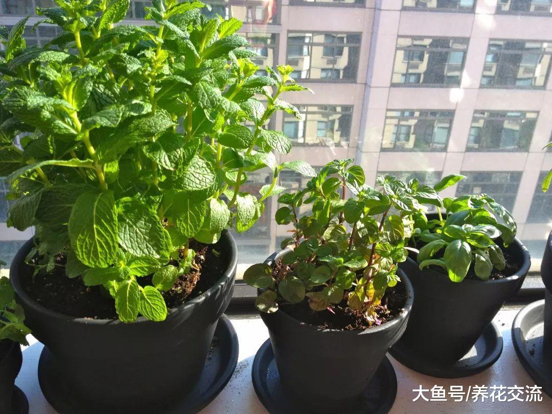 冬天能够在室内种植的5种清香植物, 放菜里煮味道提升一个档次