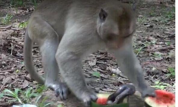 小伙把蛇装进西瓜里送给猴子吃, 猴子打开西瓜后不高兴了