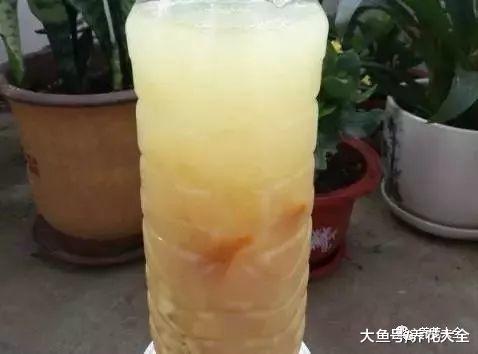 淘米水浇花别乱用, 否则跟毒药一样, 养1盆死1盆!