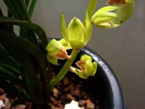 别人家兰花绿油油, 开的花都比自家美, 原来她们是这么做的!