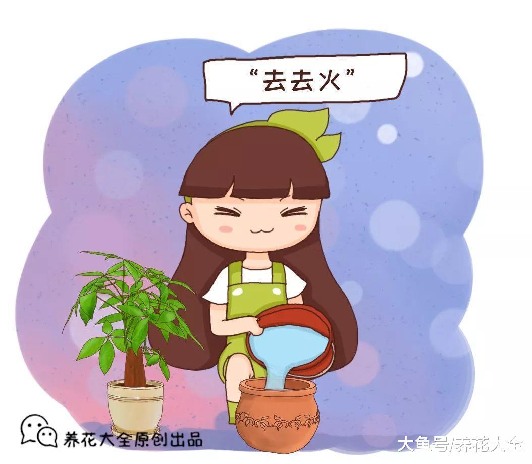 新买的花盆不能立马用, 不处理一下, 养啥死啥!