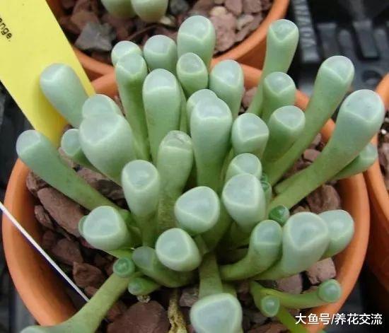 这10种植株小巧的盆栽花卉, 养桌面上就特别吸引目光