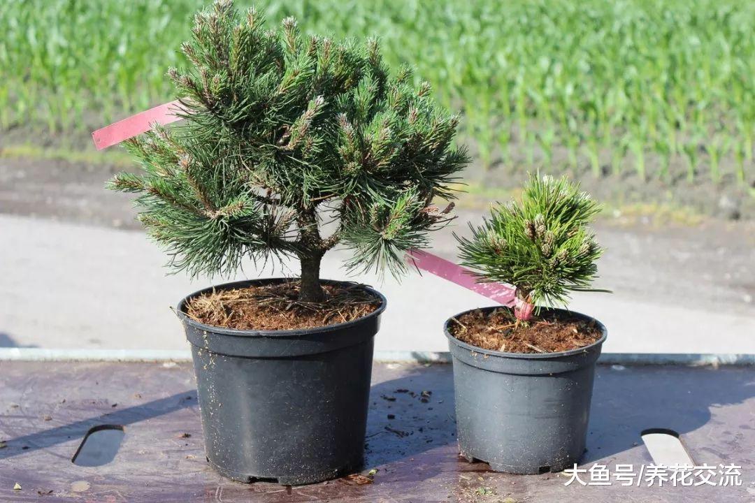 矮人针叶松