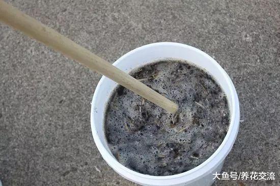 新年在家里用骨头制作骨粉、骨肥茶, 再也不怕花卉不能开花