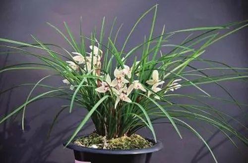 这些个卖兰花商家的小把戏, 花友们中了多少呢?