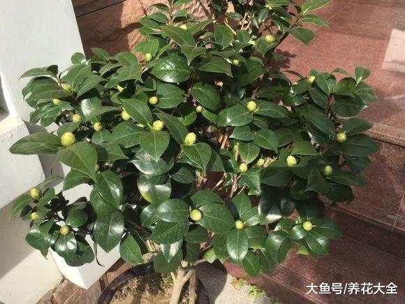 茶花花苞开不少, 却迟迟不开, 原来是少做了这件事!