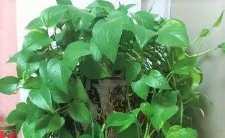 绿萝、富贵竹, 拿卫生纸一裹, 呼呼冒根, 大雪天长爆盆!