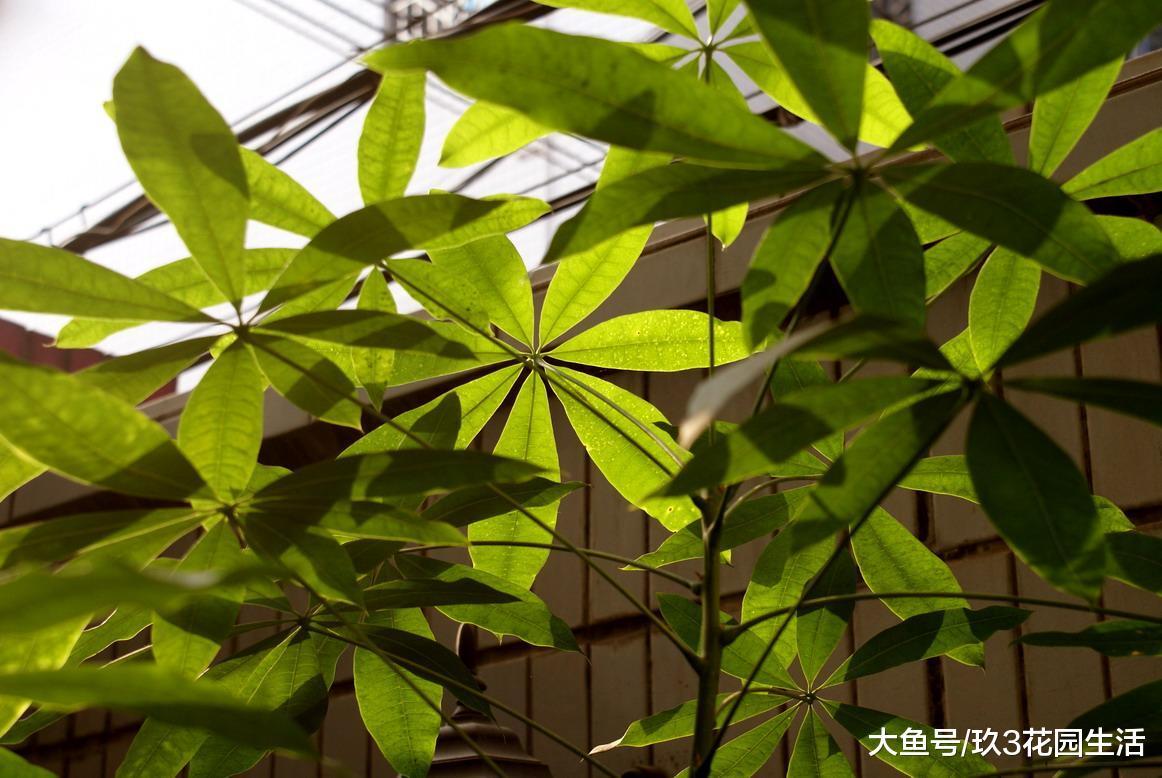 办公区里的那些个明星绿植——发财树