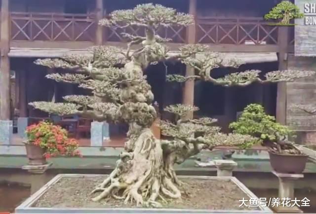 这些盆景太养眼, 随便拿出一盆就能换套房!