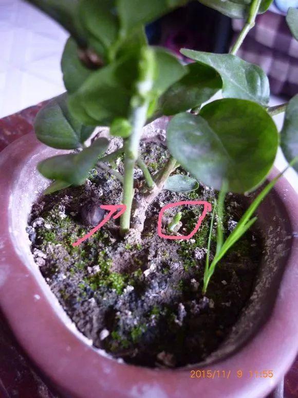 狠心剪掉发财茉莉这种枝, 来年一个劲冒花苞, 楼上邻居都来看!