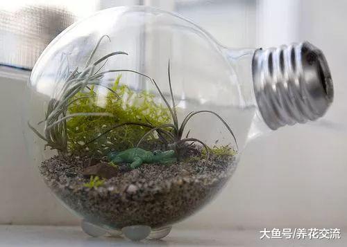 废弃的灯泡DIY一个玻璃植物景观, 变身为上百元的盆景