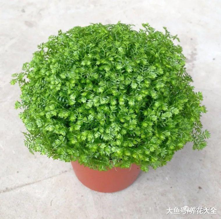 婆婆买了1盆花, 公公非说是香菜要给吃了, 拦都拦不住!
