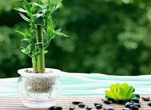 办公室水培植物, 注意好这些事项, 怎么养都不会蔫呢