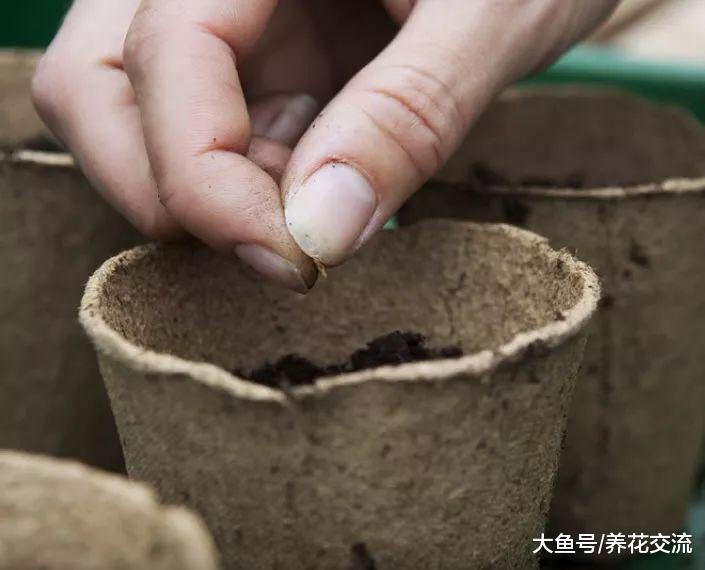 在阳台上用花盆种辣椒, 掌握10个步骤就能不断收获
